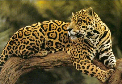 Jaguar on Skillnaden Mellan Leopard Och Jaguar   Nonicoclolasos